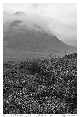 Willows and Kollutuk Mountain in the rain. Gates of the Arctic National Park (black and white)