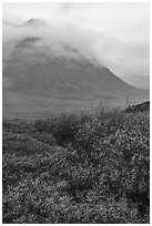 Willows and Kollutuk Mountain in the rain. Gates of the Arctic National Park ( black and white)