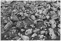 Angular rocks and mosses. Gates of the Arctic National Park ( black and white)