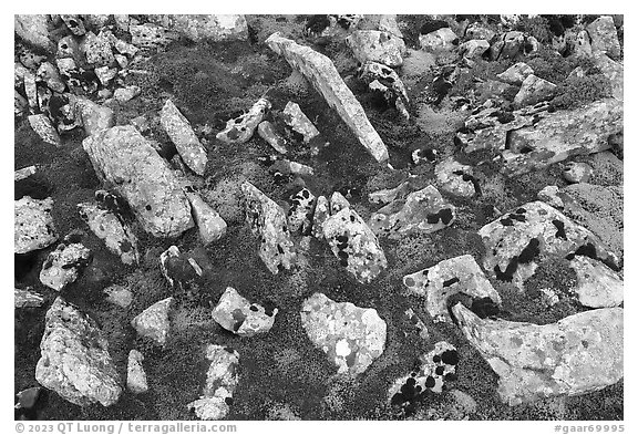 Close-up of rocks and mosses. Gates of the Arctic National Park, Alaska, USA.