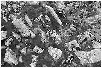 Close-up of rocks and mosses. Gates of the Arctic National Park ( black and white)