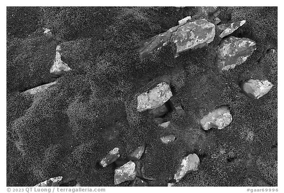 Close-up of rocks and dark moss. Gates of the Arctic National Park (black and white)