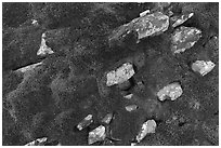 Close-up of rocks and dark moss. Gates of the Arctic National Park ( black and white)