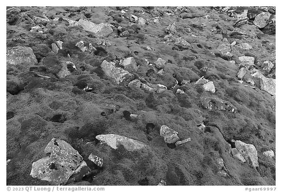 Carpet of moss with rocks. Gates of the Arctic National Park (black and white)