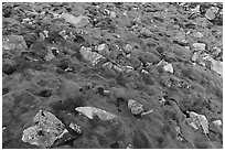 Carpet of moss with rocks. Gates of the Arctic National Park ( black and white)