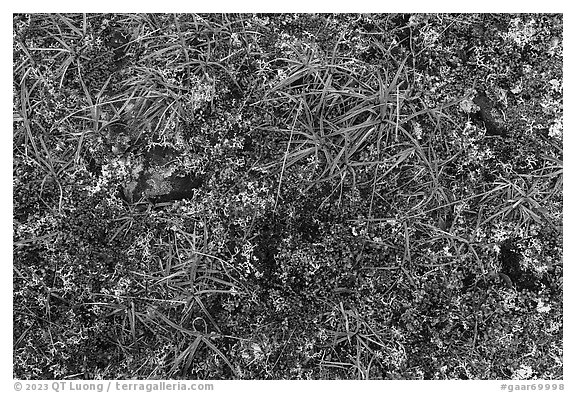 Close-up of tundra in autumn. Gates of the Arctic National Park (black and white)