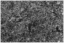 Close-up of tundra in autumn. Gates of the Arctic National Park ( black and white)