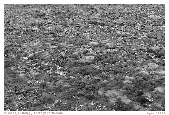 Carpet of moss. Gates of the Arctic National Park (black and white)
