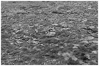 Carpet of moss. Gates of the Arctic National Park ( black and white)