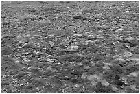Carpet of moss. Gates of the Arctic National Park ( black and white)