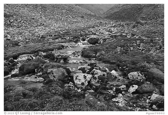 Stream and mosses. Gates of the Arctic National Park (black and white)