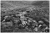 Stream and mosses. Gates of the Arctic National Park ( black and white)