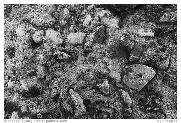 Close-up of moss and rocks. Gates of the Arctic National Park (black and white)