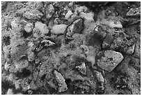 Close-up of moss and rocks. Gates of the Arctic National Park ( black and white)