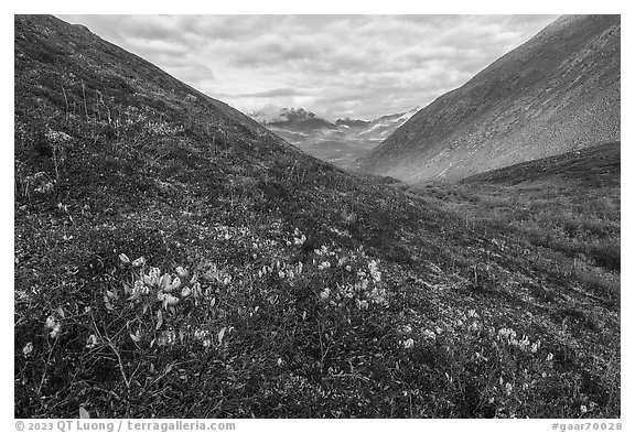 Arctic cottongrass and valley in autumn. Gates of the Arctic National Park (black and white)