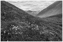 Arctic cottongrass and valley in autumn. Gates of the Arctic National Park ( black and white)