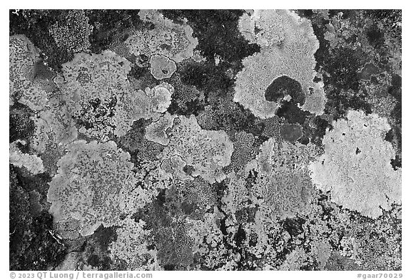 Close-up of lichen on rock. Gates of the Arctic National Park (black and white)