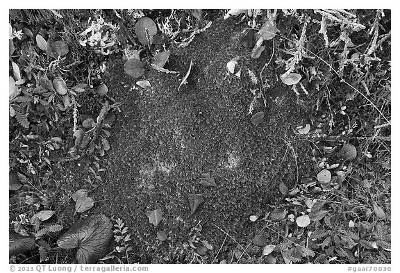 Close-up of red peat moss. Gates of the Arctic National Park (black and white)