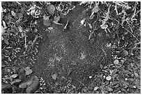 Close-up of red peat moss. Gates of the Arctic National Park ( black and white)