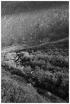 Stream, willows, and rocky slope. Gates of the Arctic National Park ( black and white)