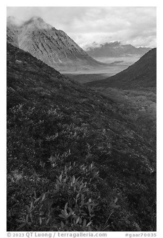Dwarf willow and Kollutuk Mountain. Gates of the Arctic National Park (black and white)