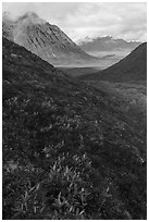 Dwarf willow and Kollutuk Mountain. Gates of the Arctic National Park ( black and white)
