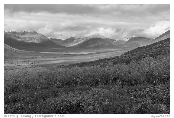 Willows and Inukpasugruk Valley in autumn. Gates of the Arctic National Park (black and white)