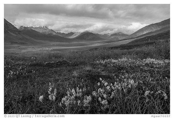 Arctic cottongrass and Inukpasugruk Valley in autumn. Gates of the Arctic National Park (black and white)