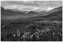Arctic cottongrass and Inukpasugruk Valley in autumn. Gates of the Arctic National Park ( black and white)