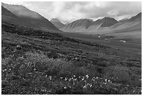 Inukpasugruk Valley in autumn. Gates of the Arctic National Park ( black and white)