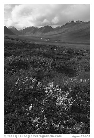 Tundra plants and Inukpasugruk Valley in autumn. Gates of the Arctic National Park (black and white)