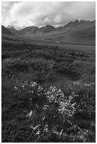 Tundra plants and Inukpasugruk Valley in autumn. Gates of the Arctic National Park ( black and white)