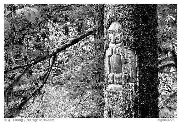 Tree carved by native Tlingit indians, Bartlett Cove. Glacier Bay National Park (black and white)