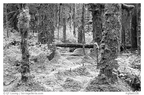 Mosses and trees in rainforest, Bartlett Cove. Glacier Bay National Park (black and white)