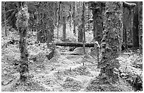 Mosses and trees in rainforest, Bartlett Cove. Glacier Bay National Park ( black and white)