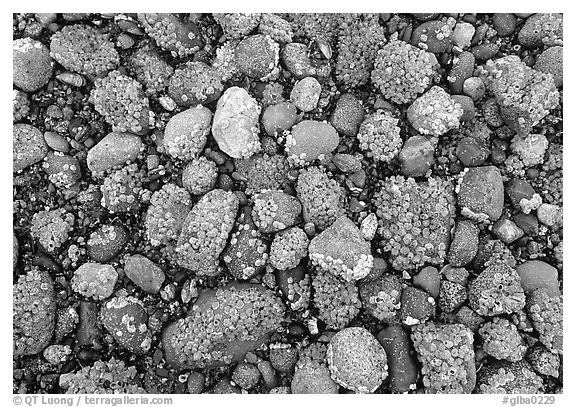 Rocks covered with mussels at low tide, Muir inlet. Glacier Bay National Park, Alaska, USA.