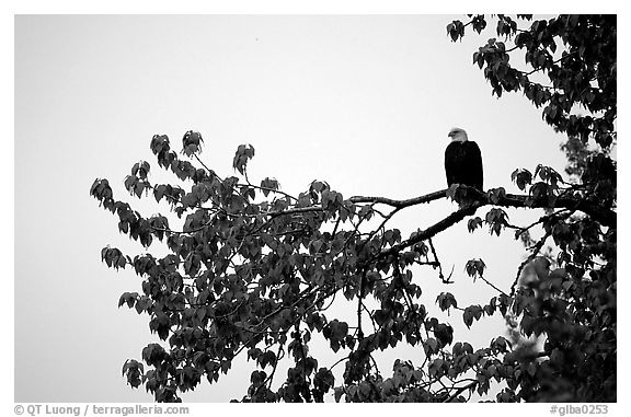 Bald eagle. Glacier Bay National Park, Alaska, USA.