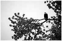 Bald eagle. Glacier Bay National Park, Alaska, USA. (black and white)