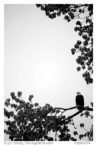 Blad eagle perched on tree branch. Glacier Bay National Park (black and white)