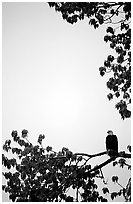 Blad eagle perched on tree branch. Glacier Bay National Park ( black and white)