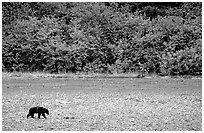 Grizzly bear on beach. Glacier Bay National Park, Alaska, USA. (black and white)