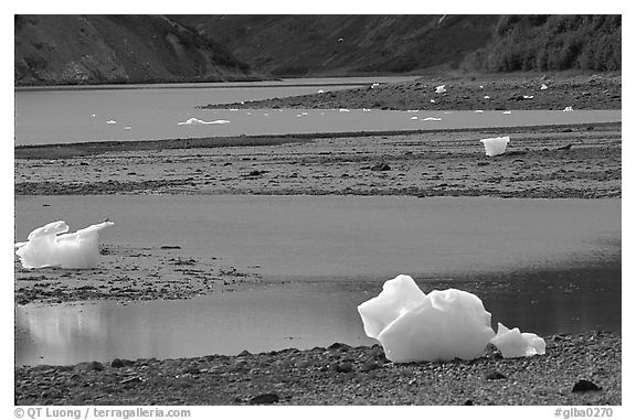 Icebergs and mud flats near Mc Bride glacier. Glacier Bay National Park, Alaska, USA.