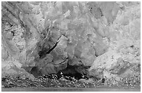 Sea birds at the base of Lamplugh glacier. Glacier Bay National Park, Alaska, USA. (black and white)