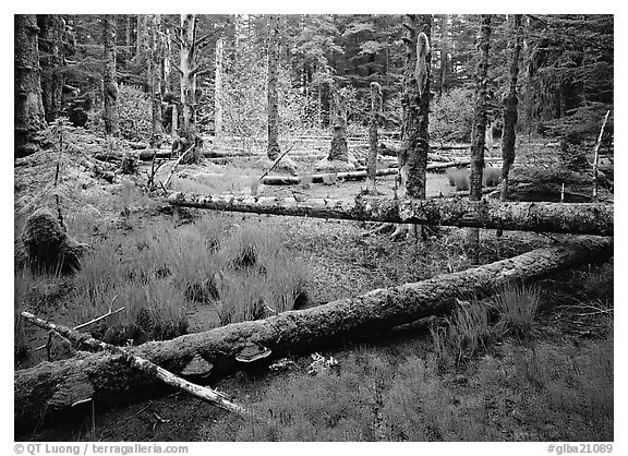 Pond in rainforest, Bartlett Cove. Glacier Bay National Park, Alaska, USA.