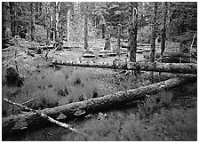 Pond in rainforest, Bartlett Cove. Glacier Bay National Park ( black and white)