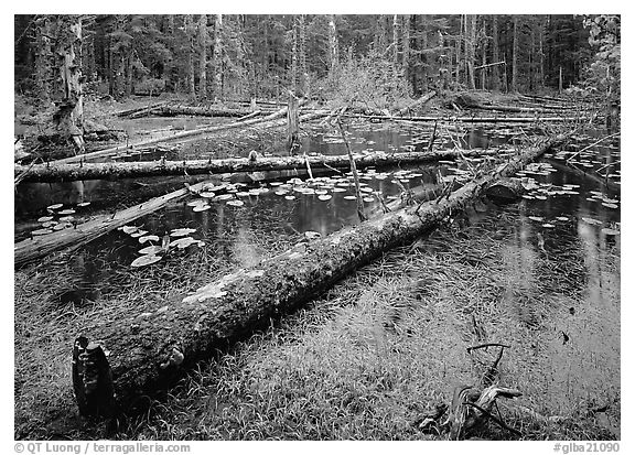 Pond in Rainforest, Bartlett cove. Glacier Bay National Park (black and white)