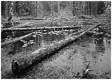 Pond in Rainforest, Bartlett cove. Glacier Bay National Park, Alaska, USA. (black and white)