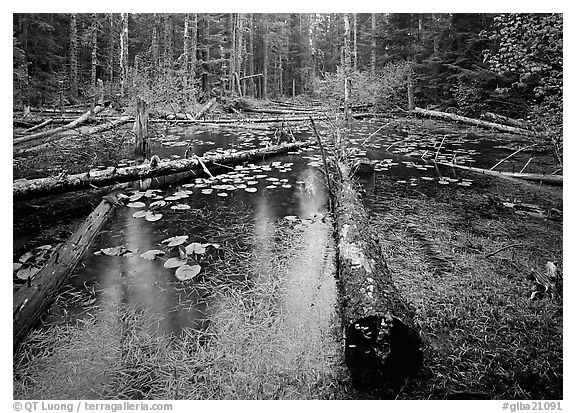 Trunks in rainforest pond, Bartlett Cove. Glacier Bay National Park, Alaska, USA.