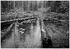 Trunks in rainforest pond, Bartlett Cove. Glacier Bay National Park ( black and white)