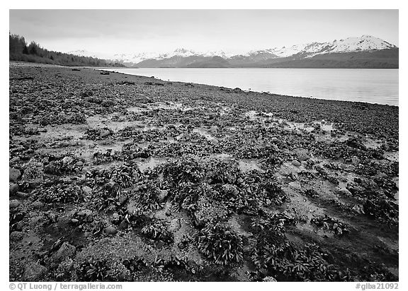 Tidal flats, Muir inlet. Glacier Bay National Park, Alaska, USA.